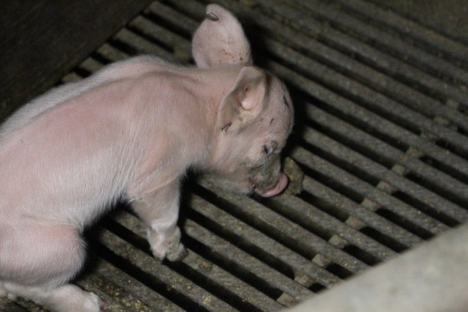 Farrowing crates at Deni Piggery NSW