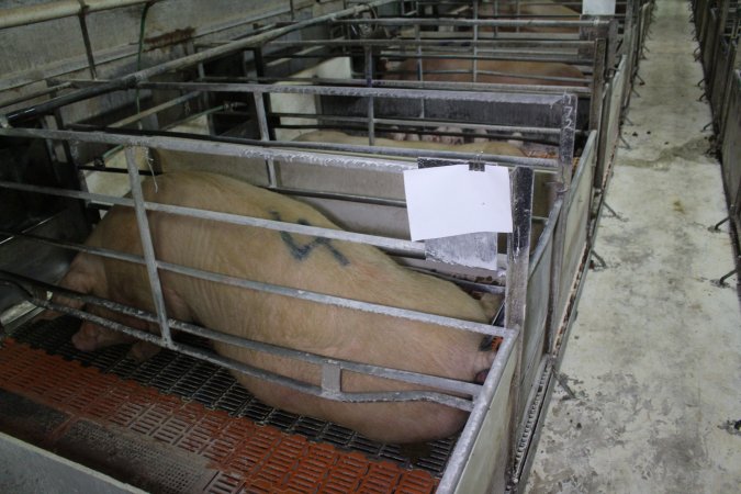 Farrowing crates at Corowa Piggery NSW