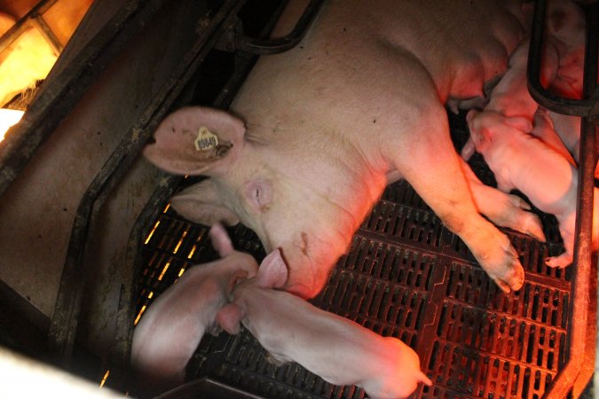 Farrowing crates at Wasleys Tailem Bend Piggery SA