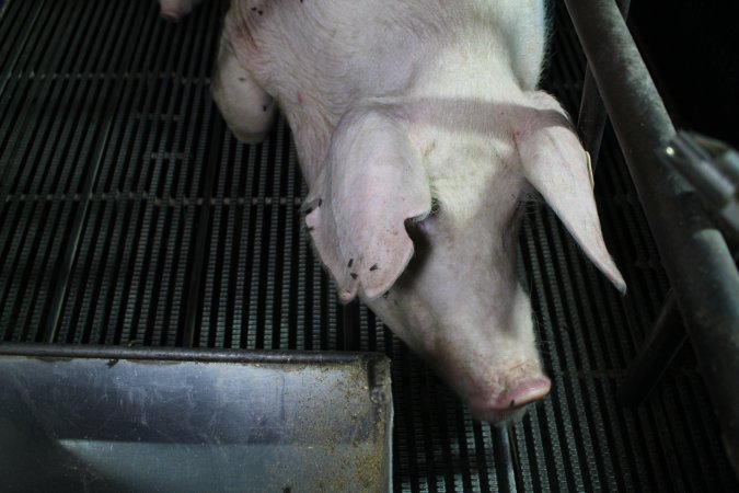 Farrowing crates at Bungowannah Piggery NSW