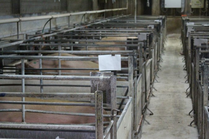 Farrowing crates at Corowa Piggery NSW