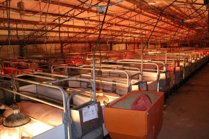 Looking across farrowing shed