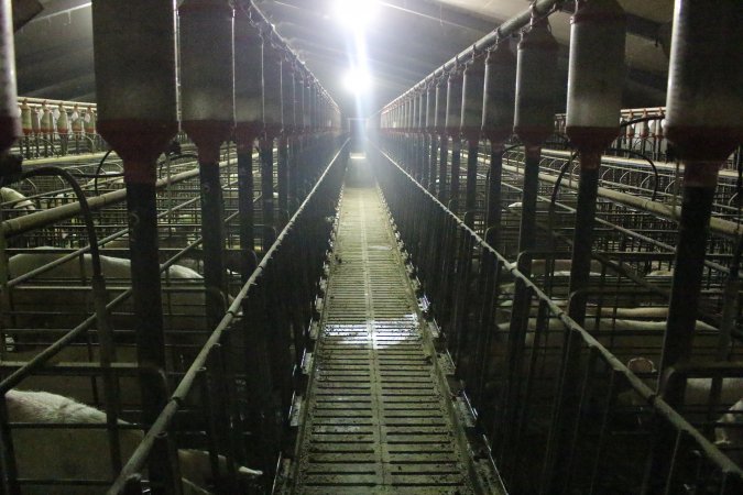 Looking down aisle of sow stall shed