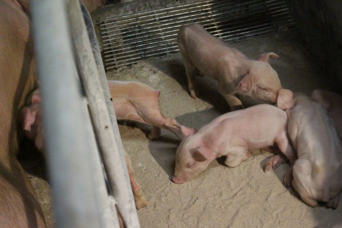 Farrowing crates at Corowa Piggery NSW