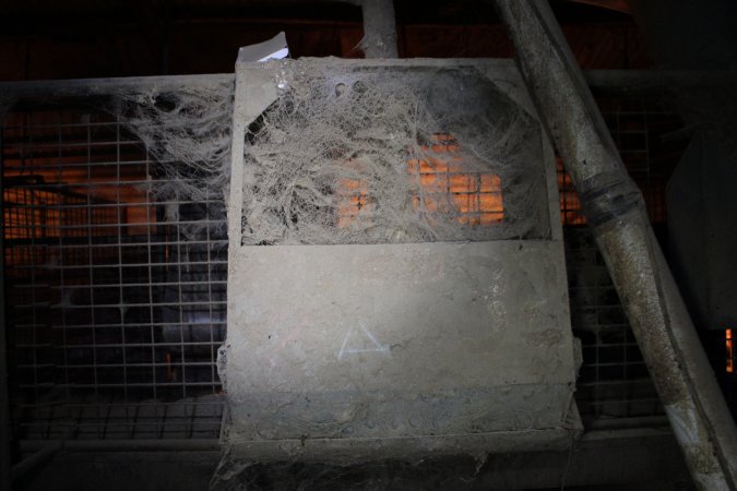 Farrowing crates at Willawa Piggery NSW