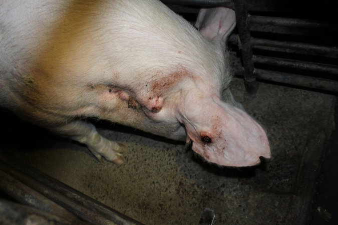 Sow with bloody ear tag injuries
