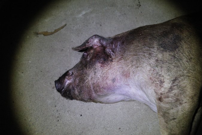 Dead grower pig outside