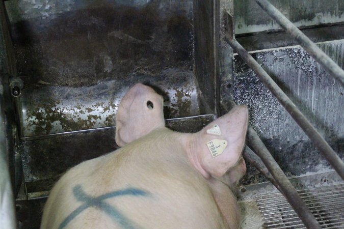 Farrowing crates at Corowa Piggery NSW