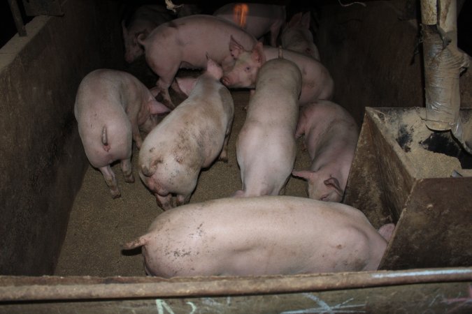 Grower pens underneath farrowing crates