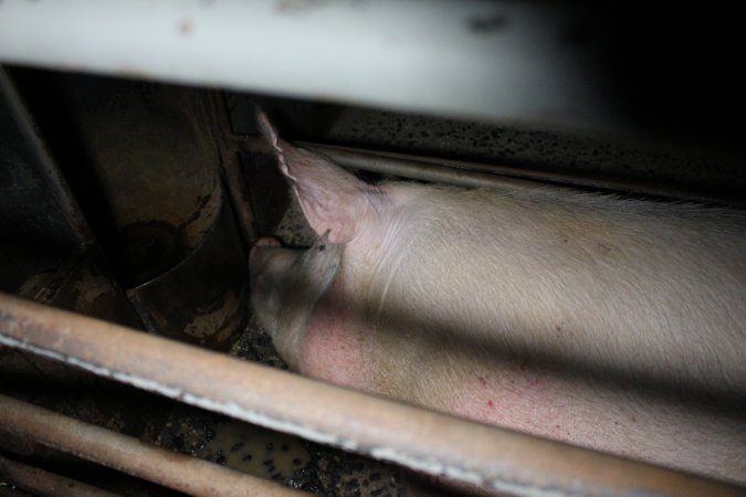 Farrowing crates at Culcairn Piggery NSW