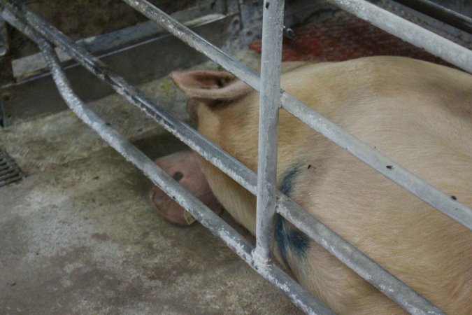 Farrowing crates at Corowa Piggery NSW