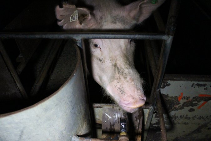 Farrowing crates at Culcairn Piggery NSW