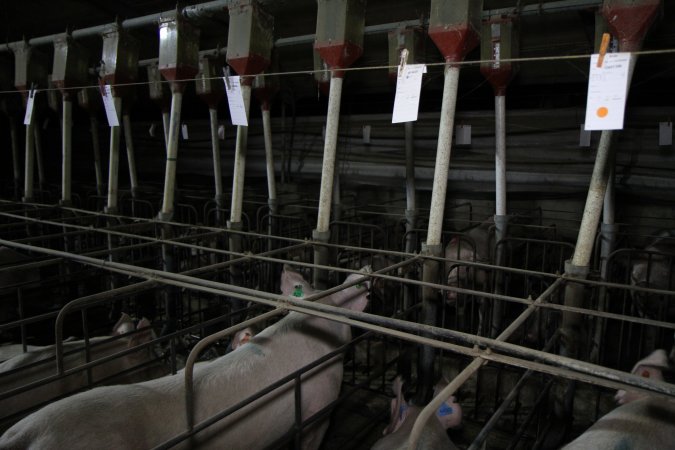 Sow stalls at CEFN Breeder Piggery QLD