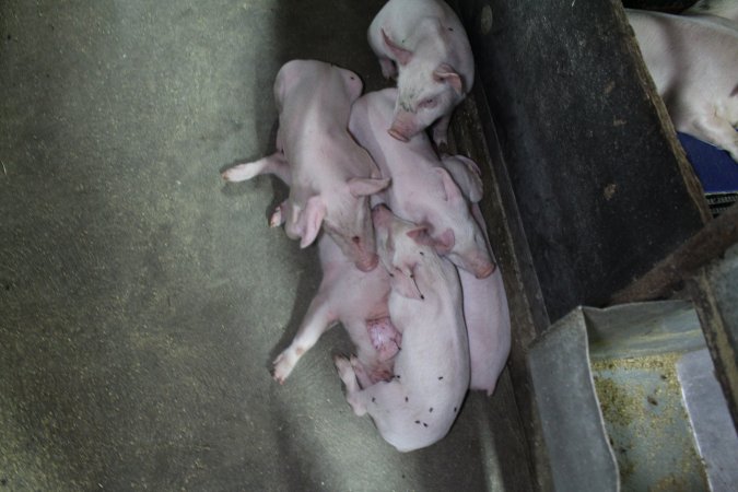 Farrowing crates at Bungowannah Piggery NSW