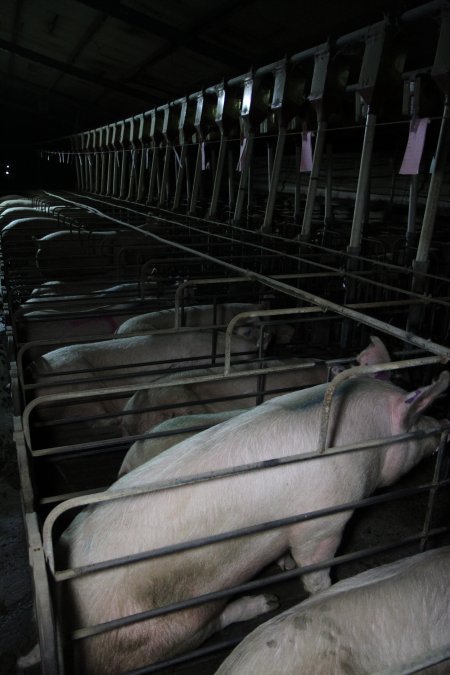 Sow stalls at CEFN Breeder Piggery QLD