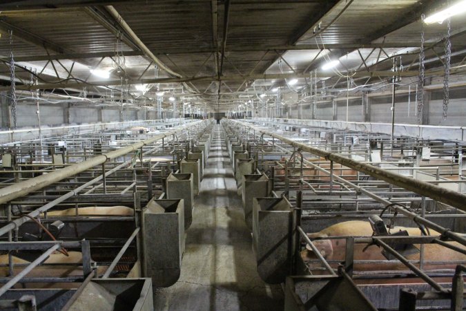 Looking down aisle of farrowing shed