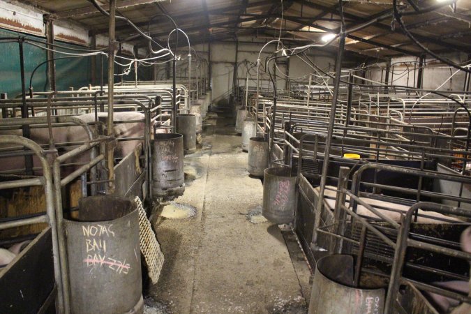 Farrowing crates at Dublin Piggery SA