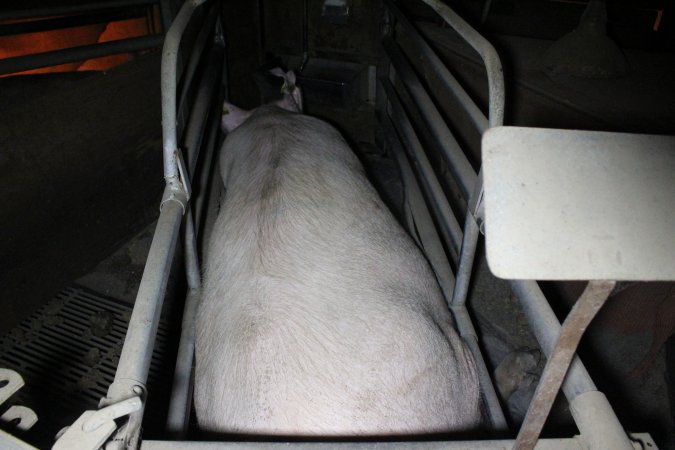 Farrowing crates at Deni Piggery NSW