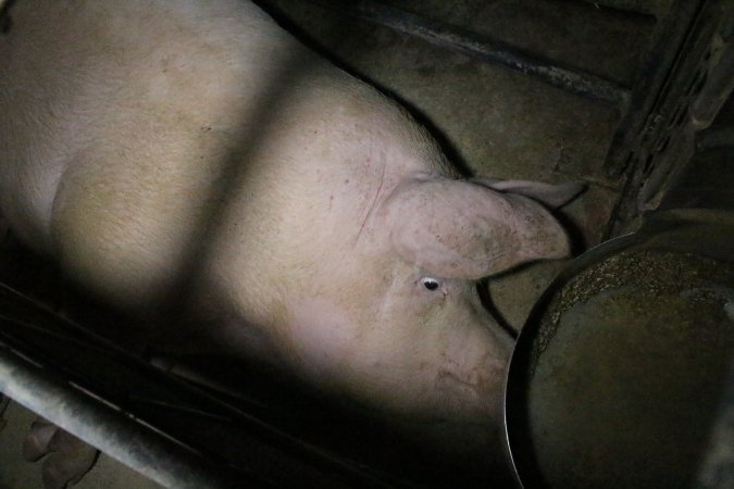 Farrowing crates at Wellington Piggery SA