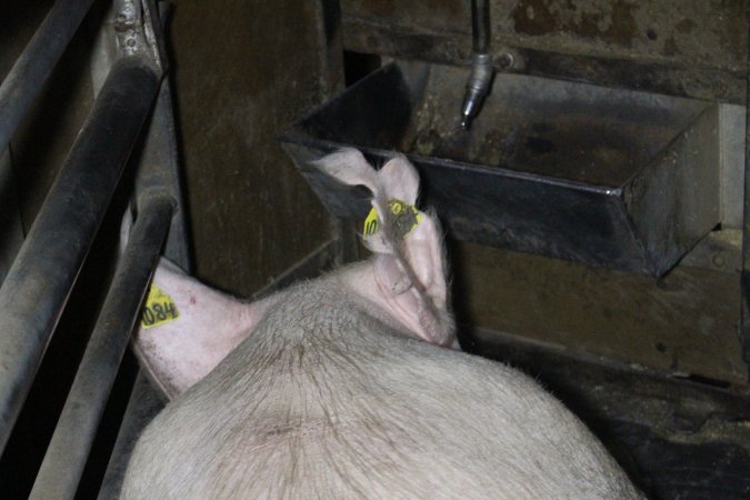 Farrowing crates at Deni Piggery NSW