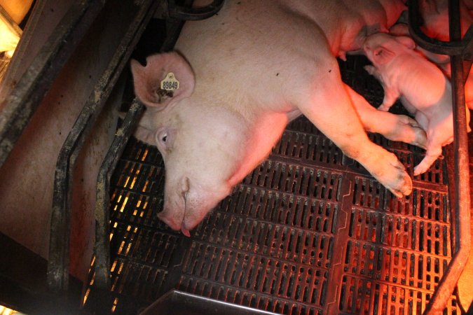 Farrowing crates at Wasleys Tailem Bend Piggery SA