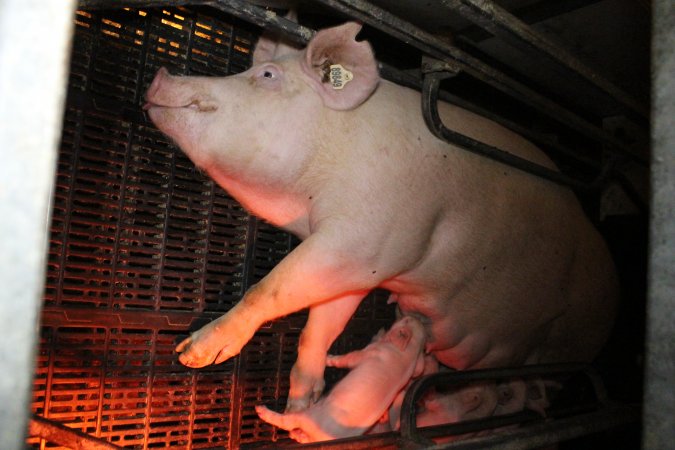 Farrowing crates at Wasleys Tailem Bend Piggery SA