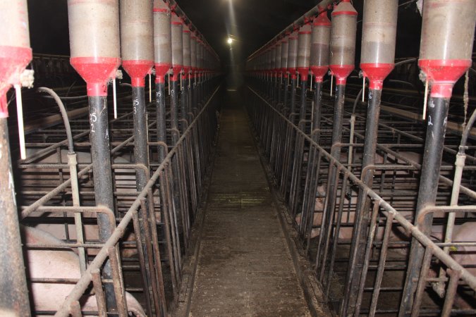 Looking down aisle of sow stall shed