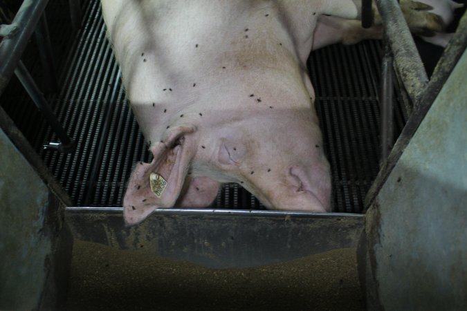 Farrowing crates at Bungowannah Piggery NSW