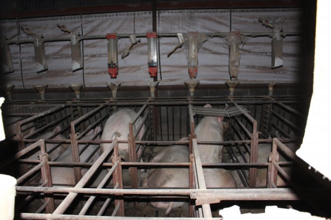 Sow stalls at Springview Piggery NSW