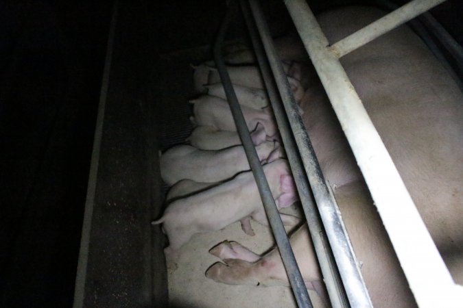 Farrowing crates at Wellington Piggery SA