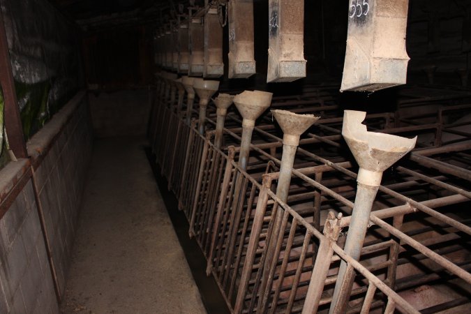 Sow stalls at Springview Piggery NSW