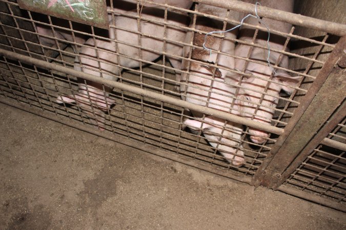 Grower pens underneath farrowing crates