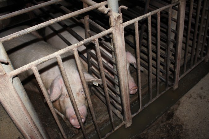 Sow stalls at Springview Piggery NSW