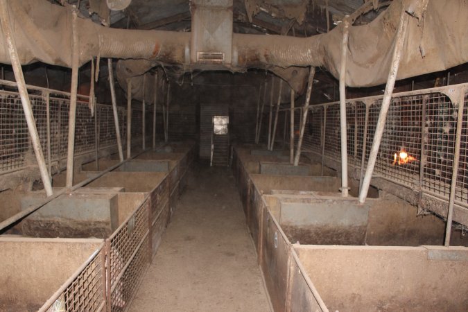 Grower pens underneath farrowing crates