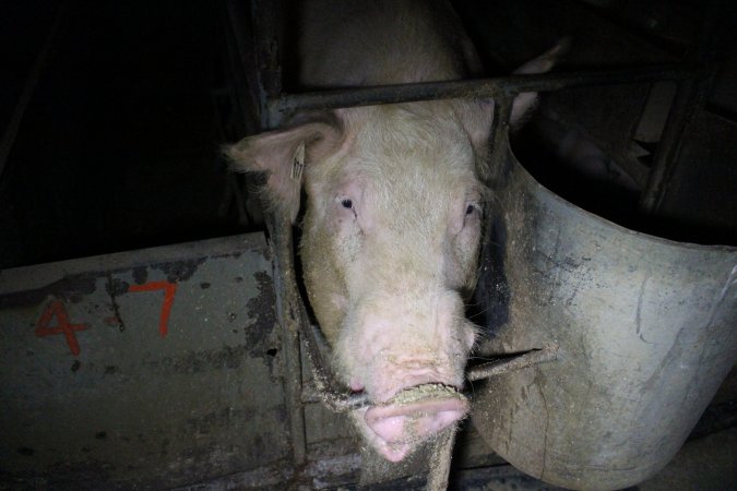 Farrowing crates at Culcairn Piggery NSW