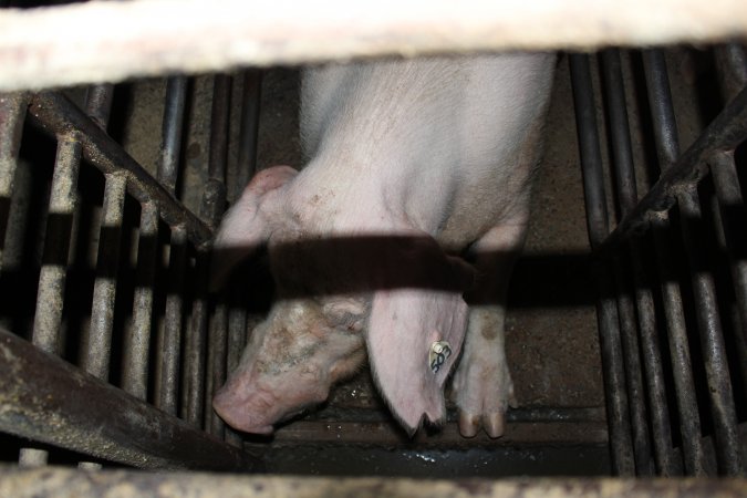 Sow stalls at Springview Piggery NSW