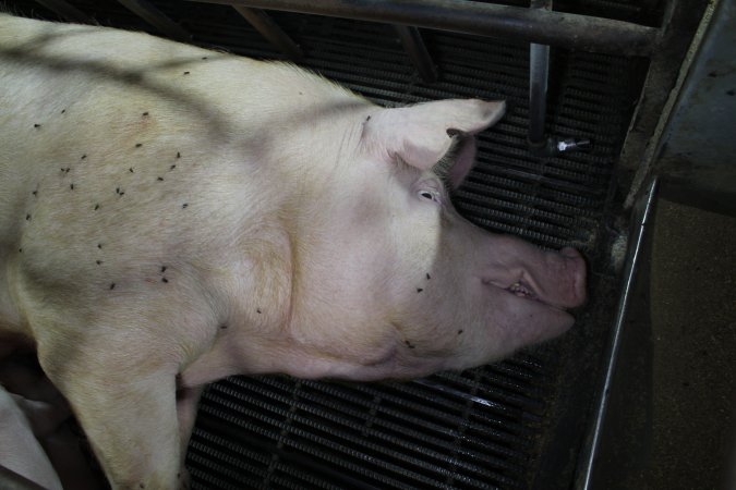 Farrowing crates at Bungowannah Piggery NSW