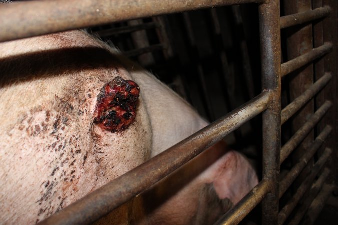 Sow with large side wounds in sow stall