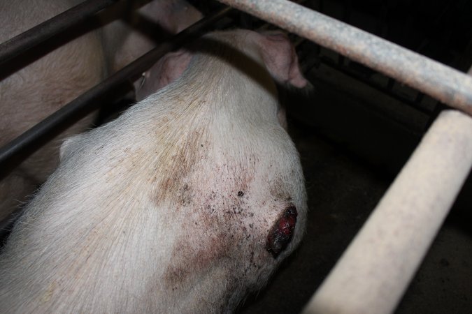 Sow with large side wounds in sow stall