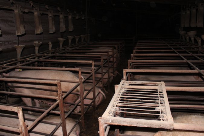 Sow stalls at Springview Piggery NSW