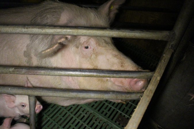 Farrowing crates at Dublin Piggery SA