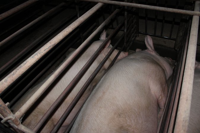 Sow stalls at Springview Piggery NSW