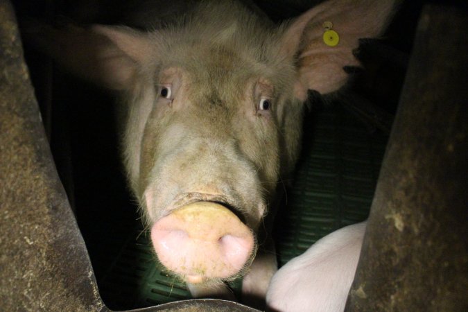 Farrowing crates at Dublin Piggery SA