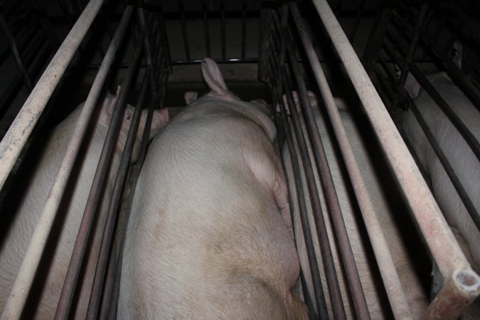 Sow stalls at Springview Piggery NSW