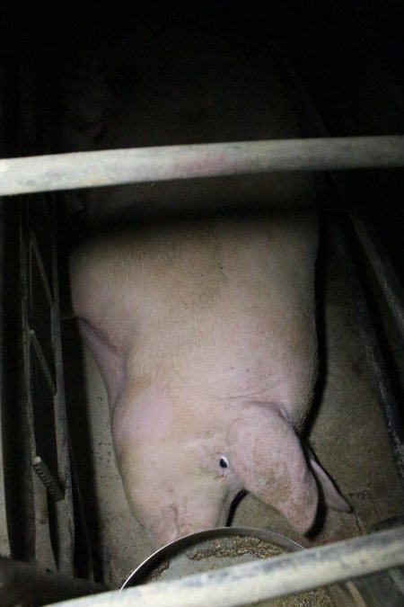 Farrowing crates at Wellington Piggery SA