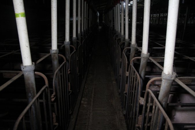 Looking down aisle of sow stall shed