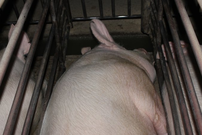 Sow stalls at Springview Piggery NSW