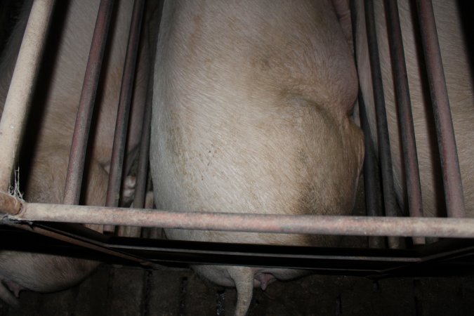 Sow stalls at Springview Piggery NSW