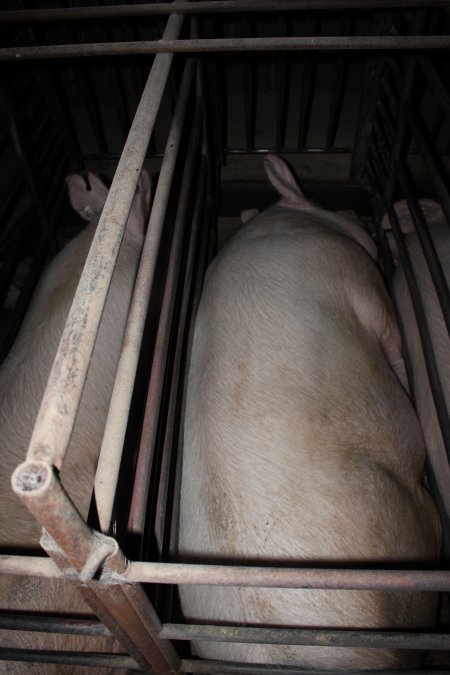 Sow stalls at Springview Piggery NSW