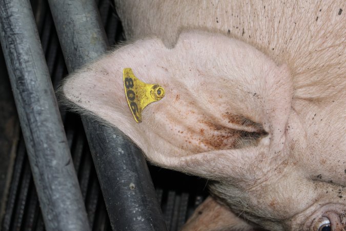 Farrowing crates at Selko Piggery NSW